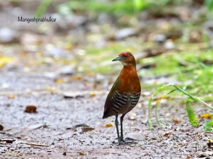 Slaty-legged Crake - ML353080981