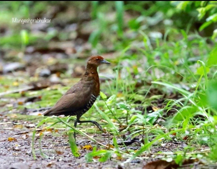 Slaty-legged Crake - ML353080991