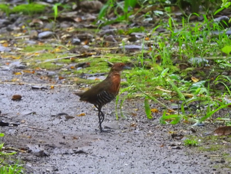 Slaty-legged Crake - ML353081021