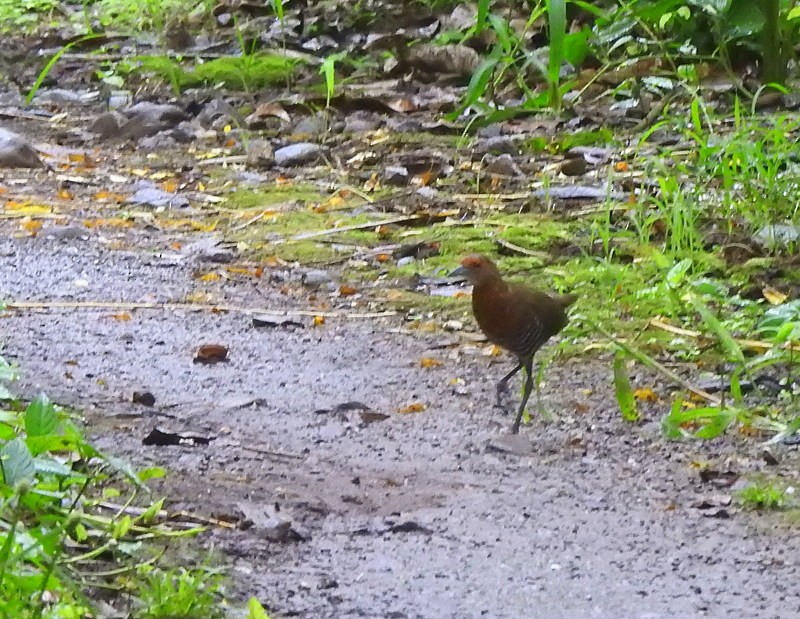 Slaty-legged Crake - ML353081241