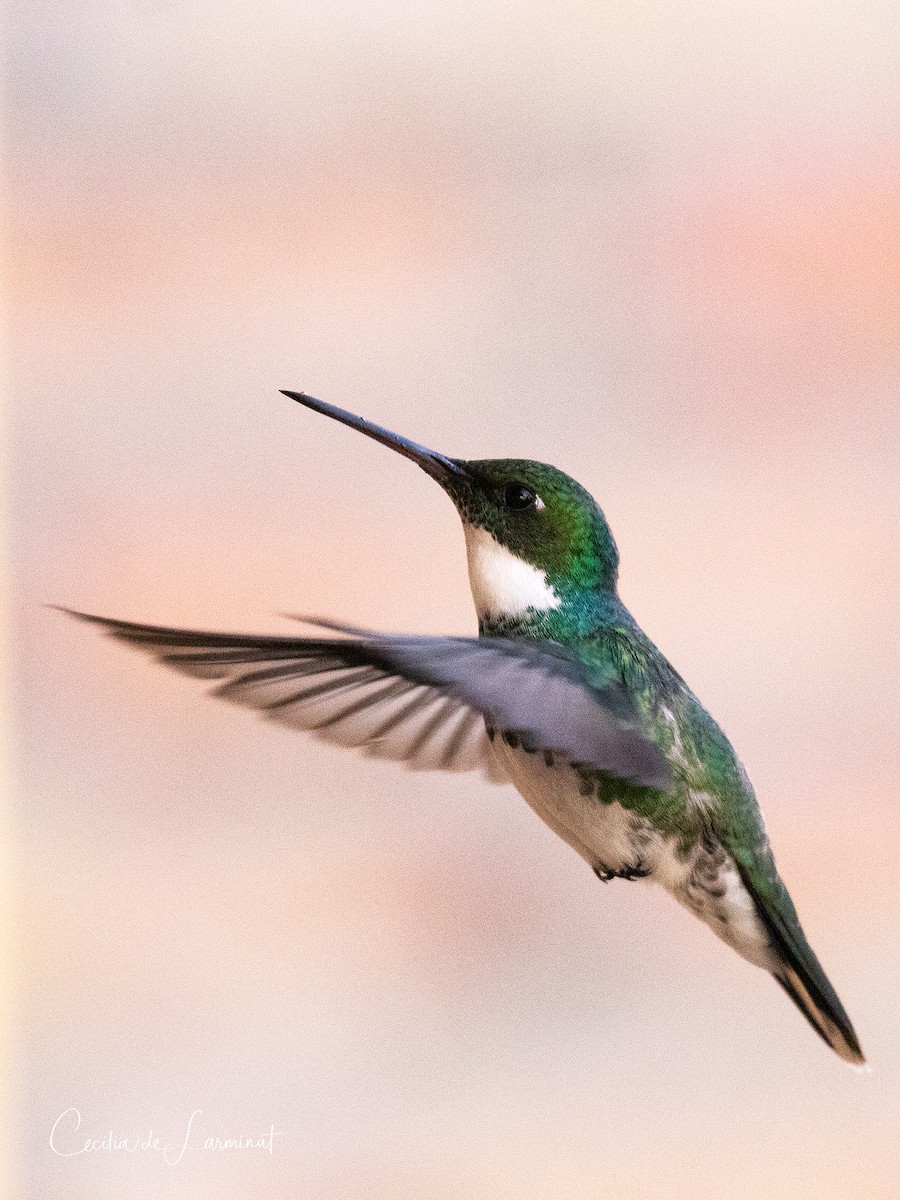 Colibri à gorge blanche - ML353081451