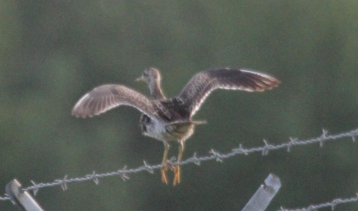 Upland Sandpiper - ML353083891