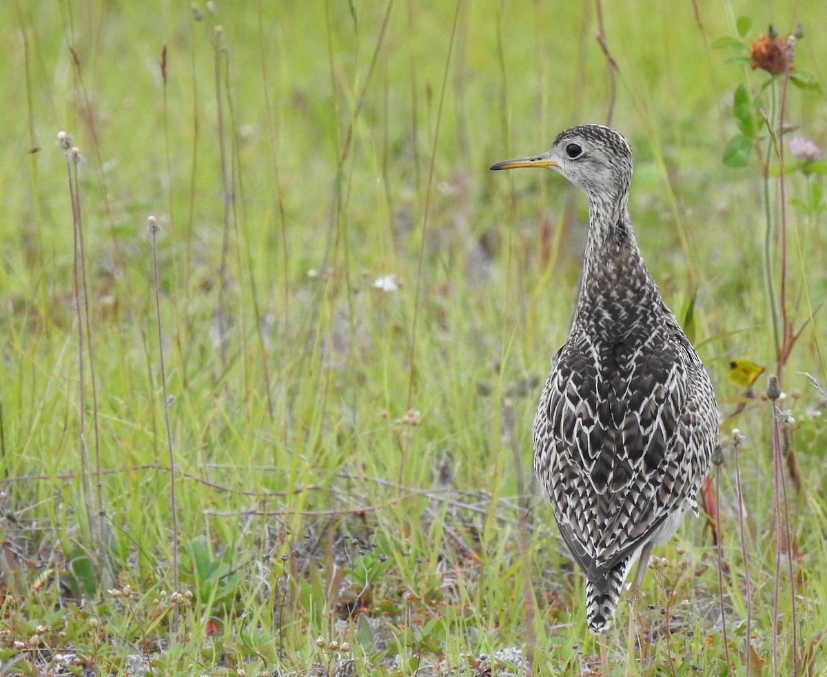Upland Sandpiper - ML353084971