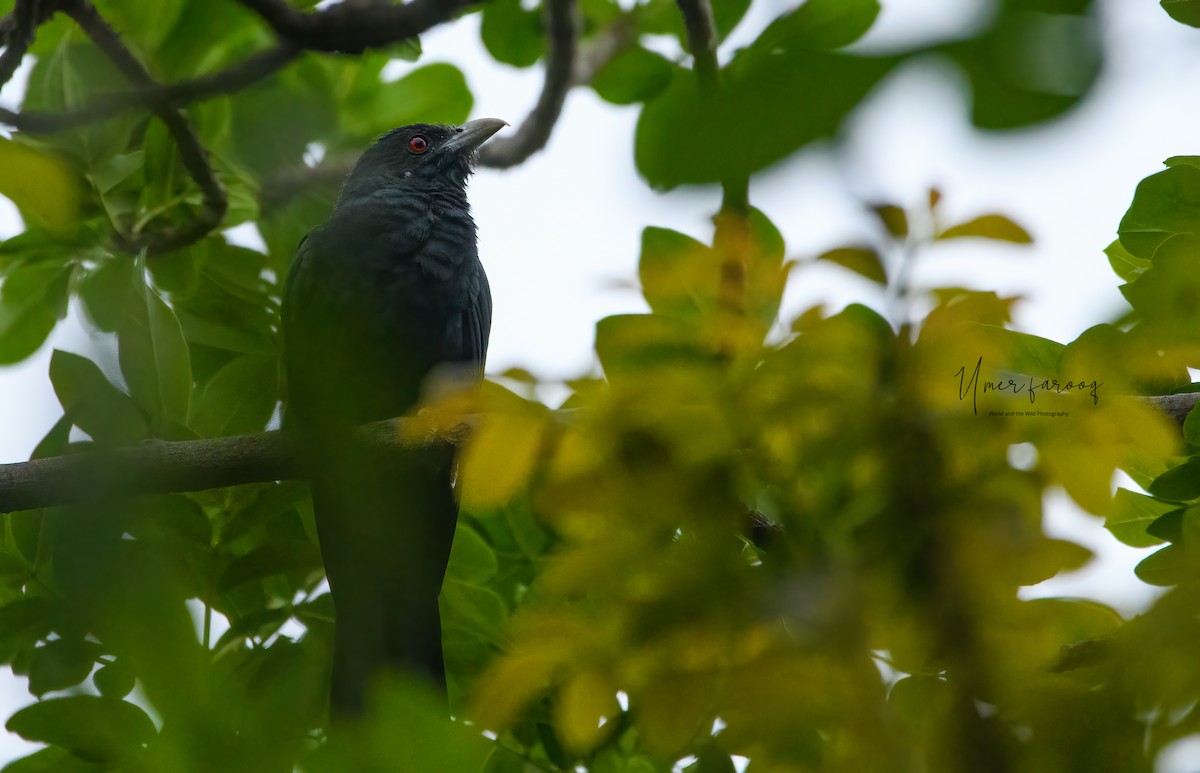 Asian Koel - ML353086561