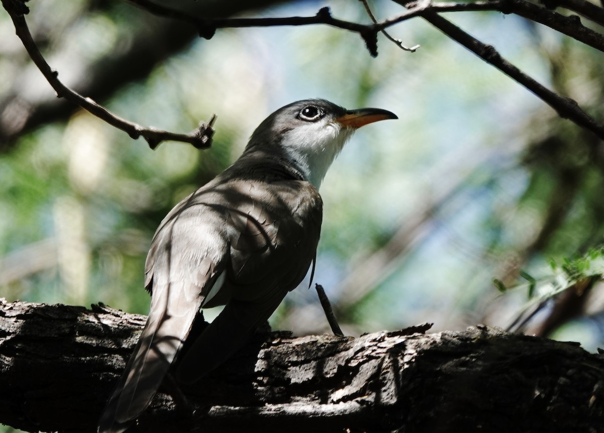 Yellow-billed Cuckoo - ML353088151