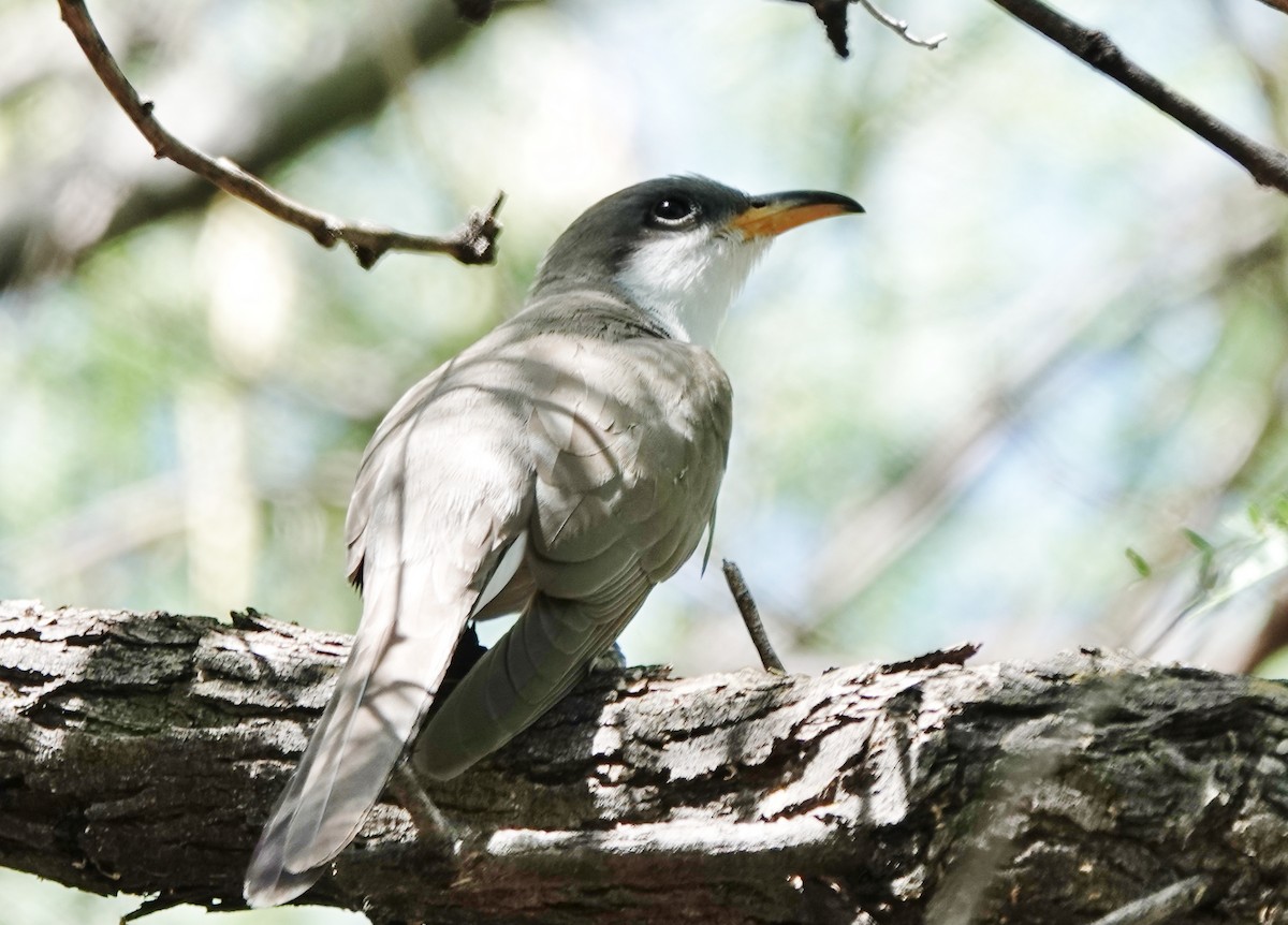 Yellow-billed Cuckoo - ML353088241