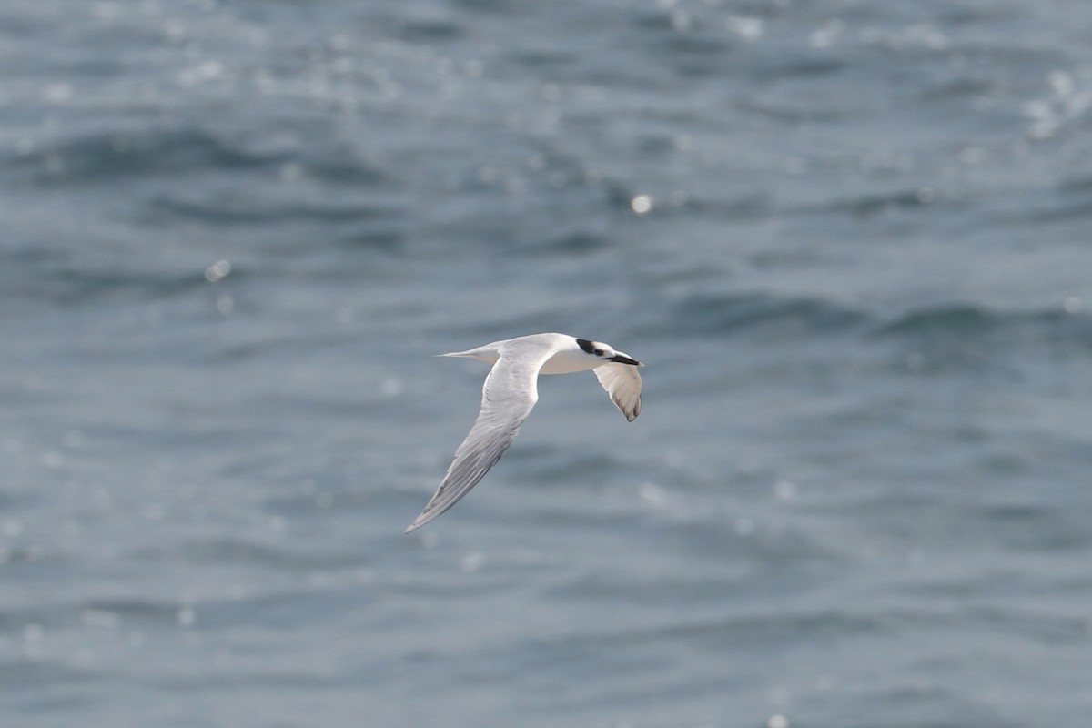 Sandwich Tern (Cabot's) - ML353088941