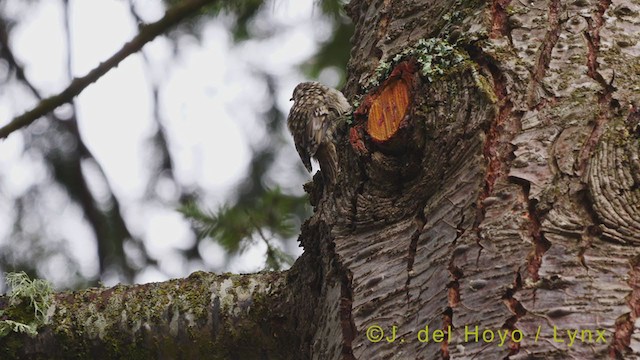 Short-toed Treecreeper - ML353090391