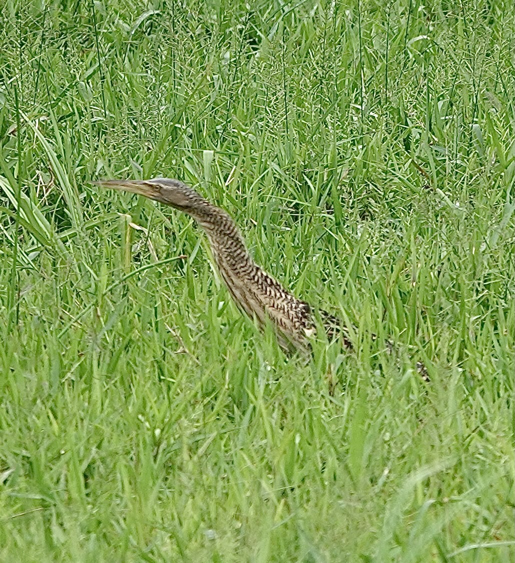 Pinnated Bittern - Howard Laidlaw