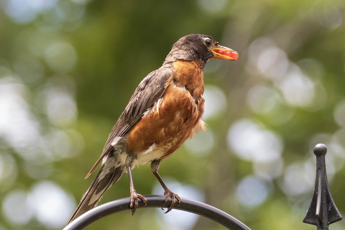 American Robin - ML353090921