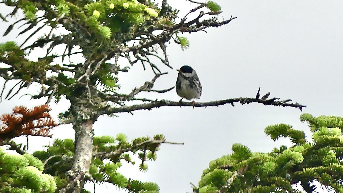 Blackpoll Warbler - Laura Blutstein