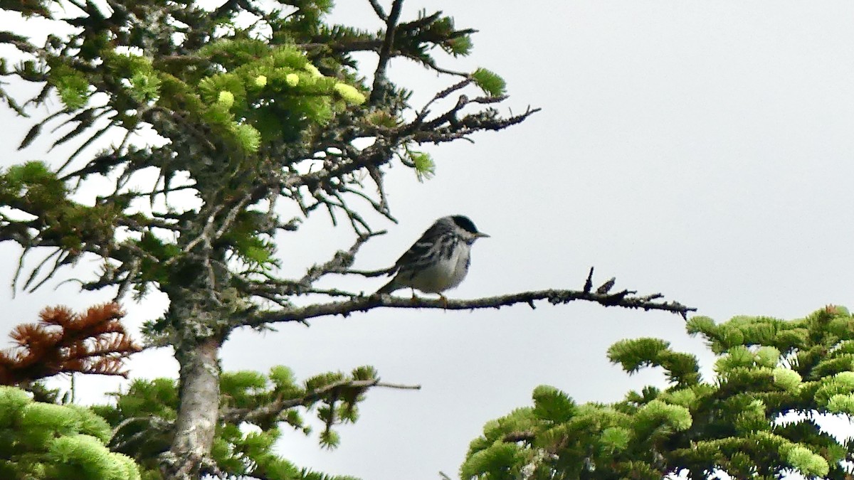 Paruline rayée - ML353097381