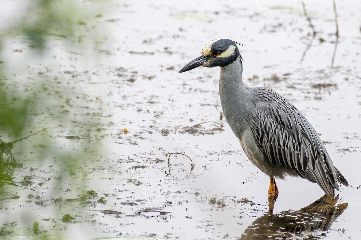 Yellow-crowned Night Heron - Luke Robertson