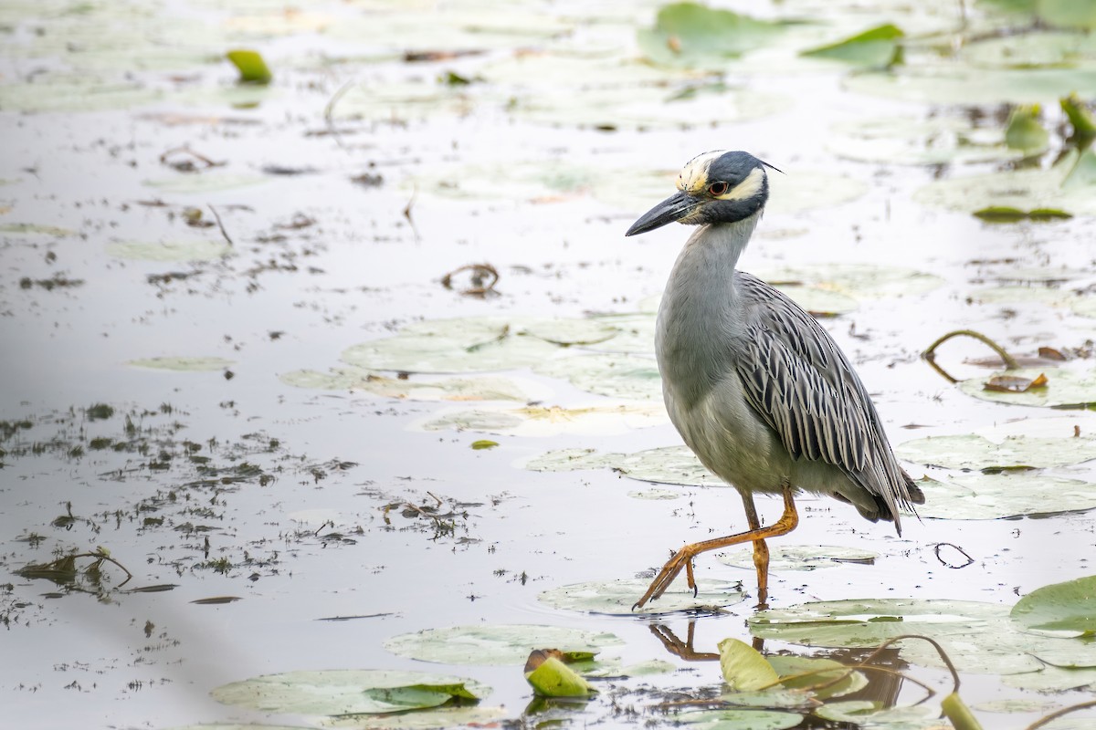 Yellow-crowned Night Heron - ML353098521