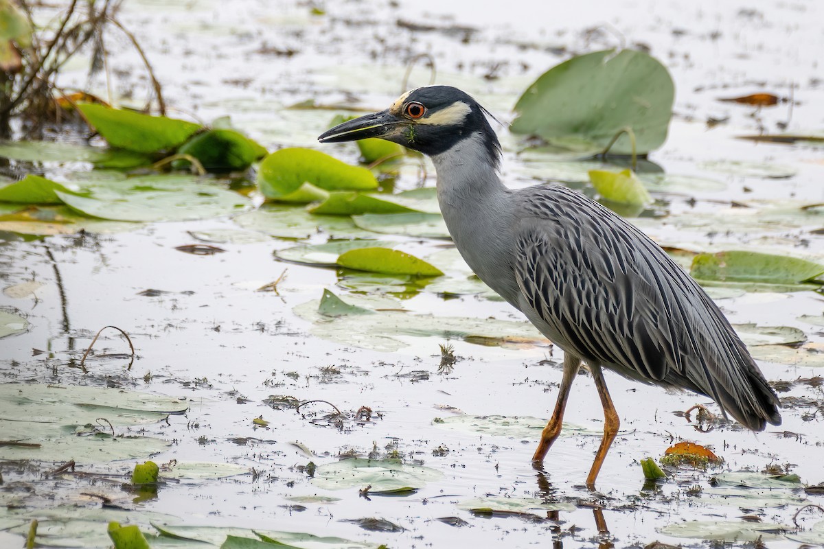 Yellow-crowned Night Heron - Luke Robertson