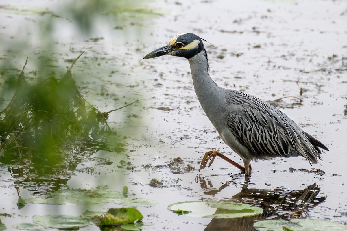 Yellow-crowned Night Heron - Luke Robertson