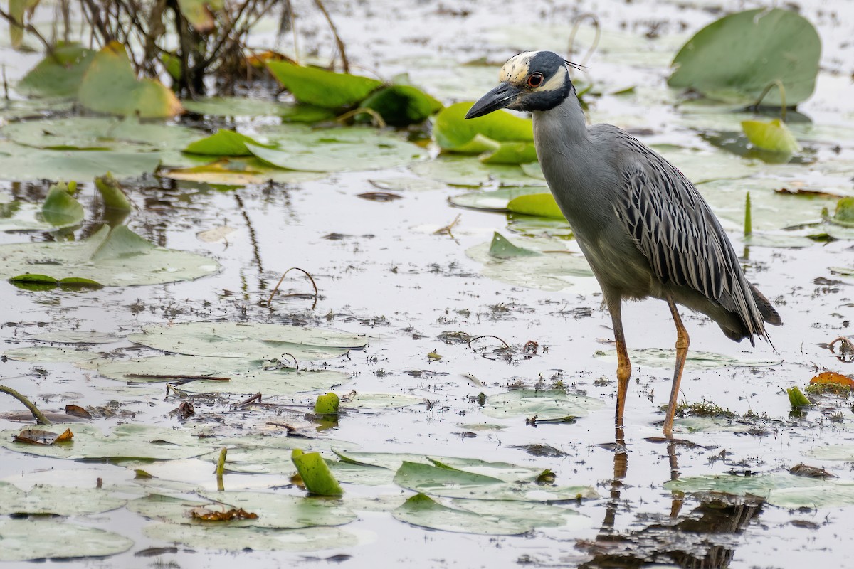 Yellow-crowned Night Heron - Luke Robertson