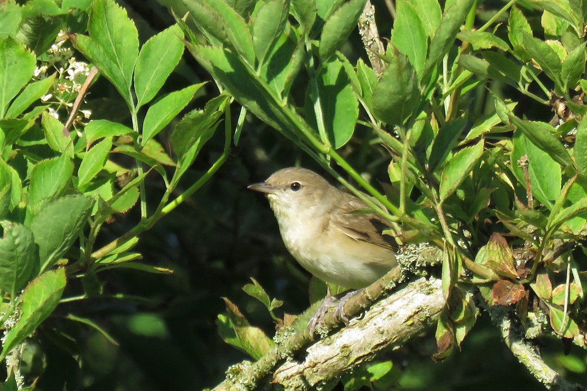 Garden Warbler - ML353098681