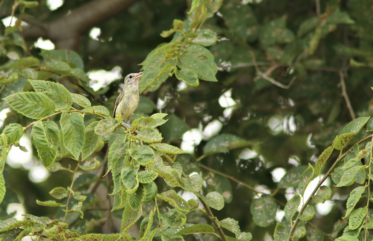 Bell's Vireo - ML353101121