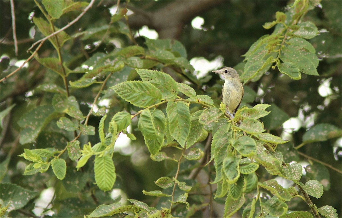 Bell's Vireo - ML353101141