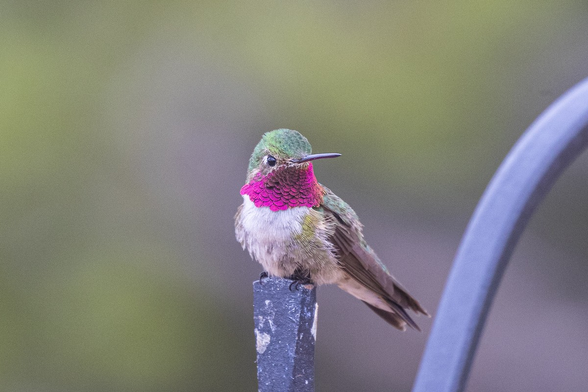 Broad-tailed Hummingbird - Michael Henry