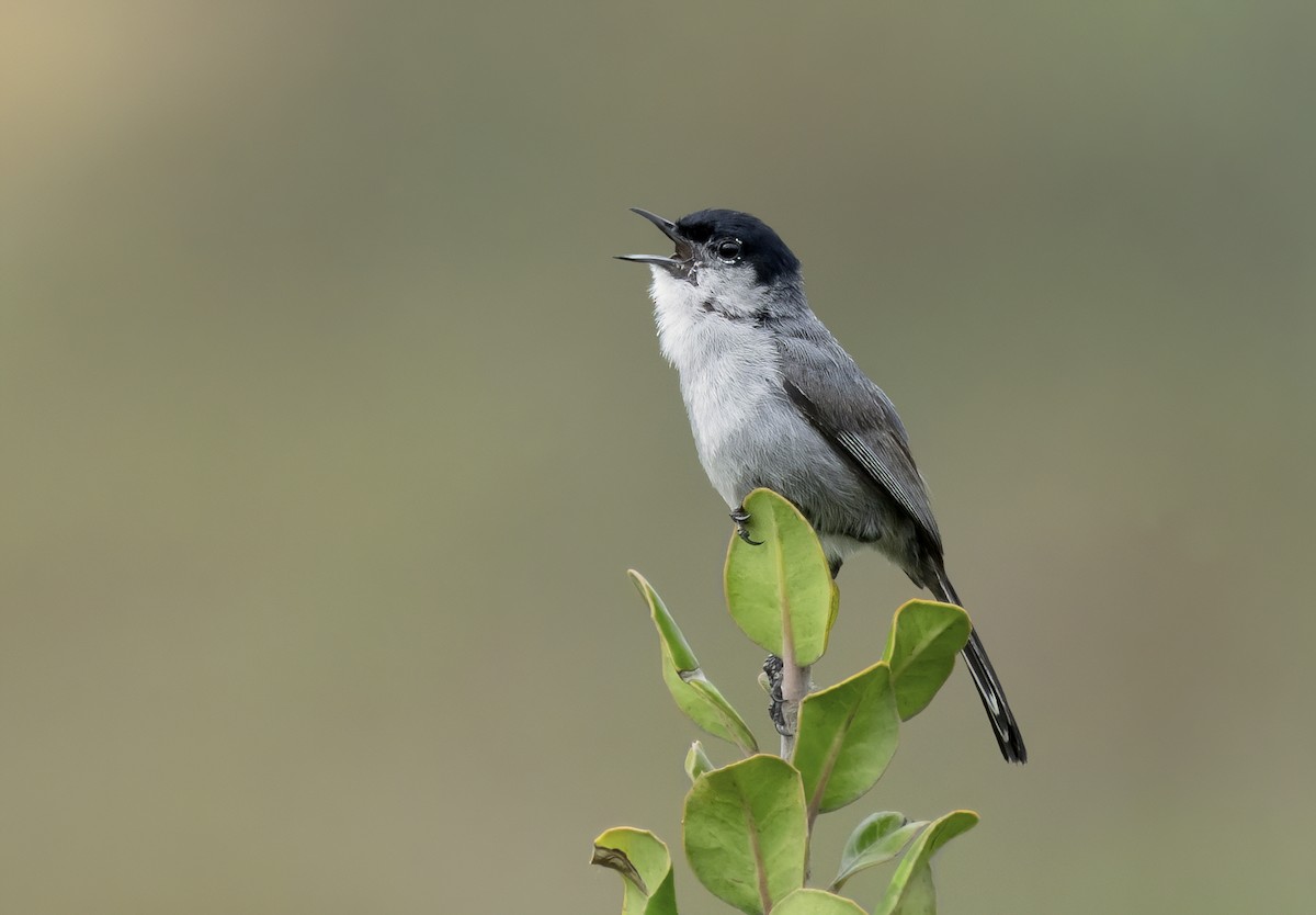 California Gnatcatcher - ML353103181