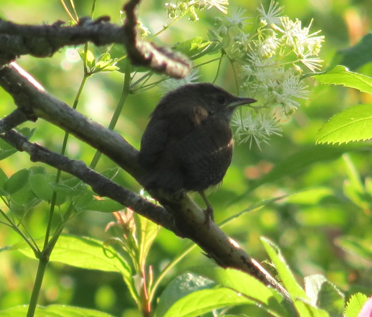 House Wren - ML353103861