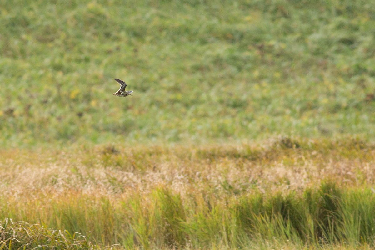 Jack Snipe - Doug Gochfeld