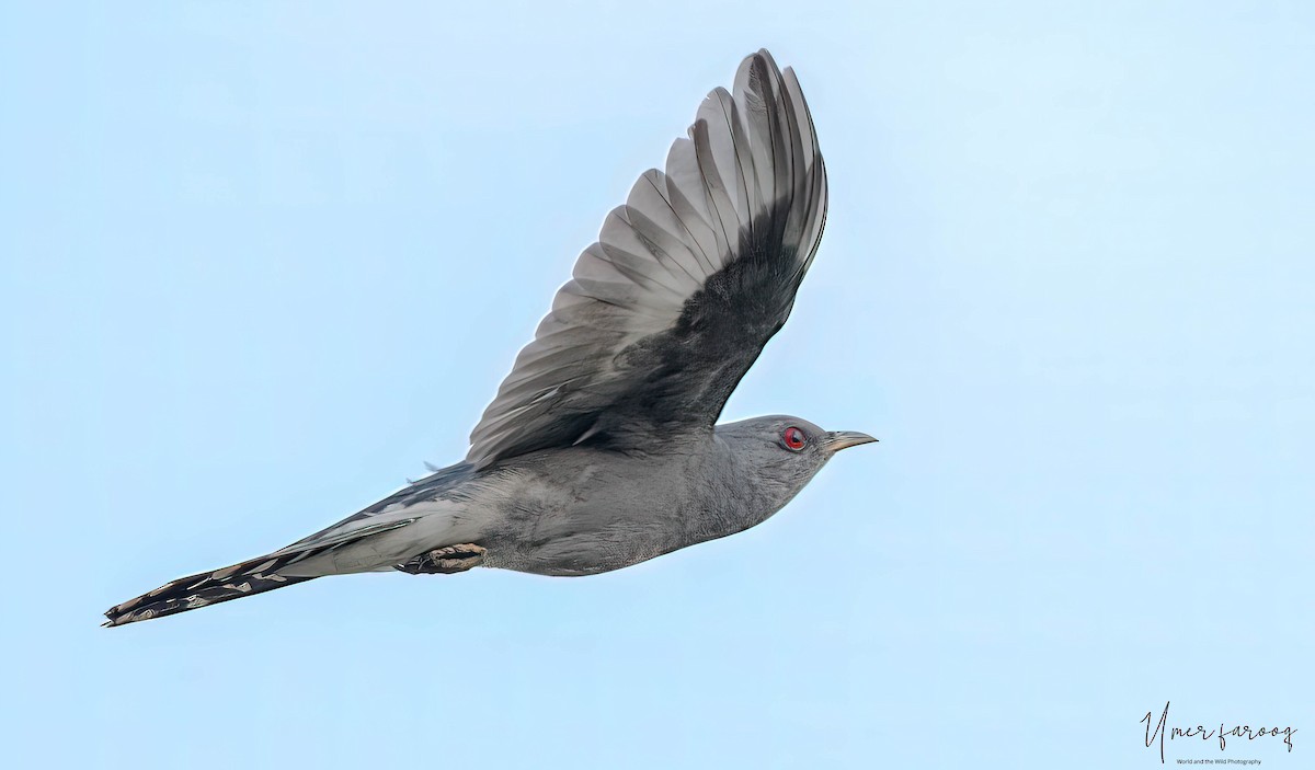 Gray-bellied Cuckoo - ML353105581