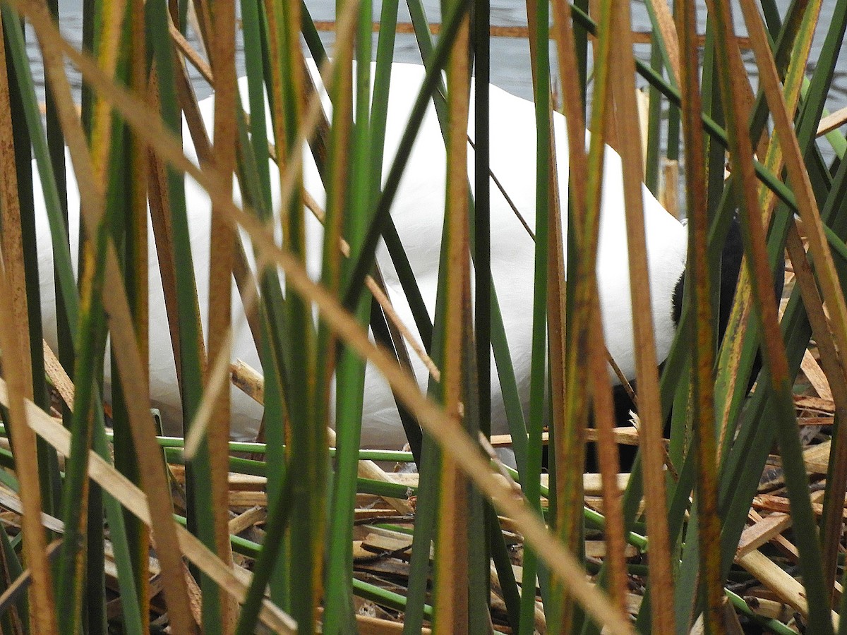 Black-necked Swan - ML353106221