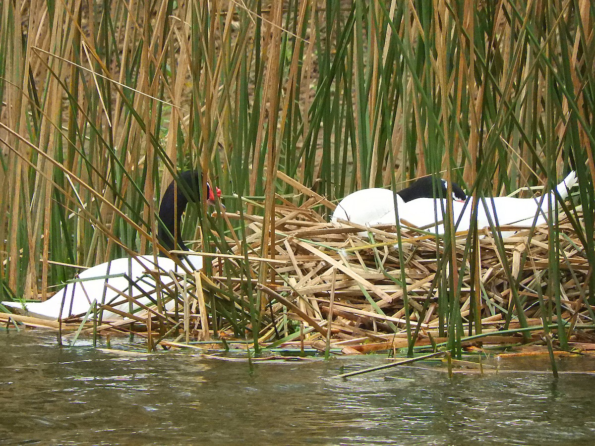 Black-necked Swan - ML353106271