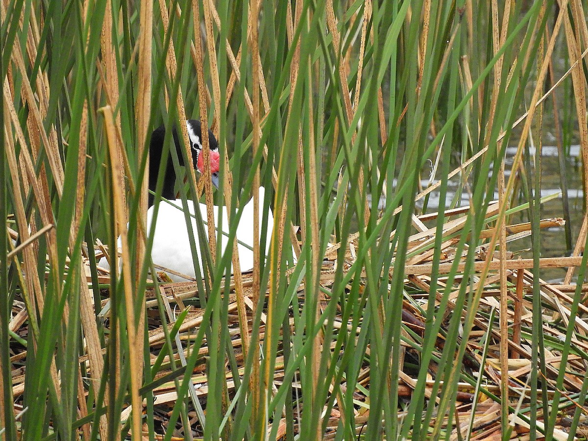 Black-necked Swan - ML353106281