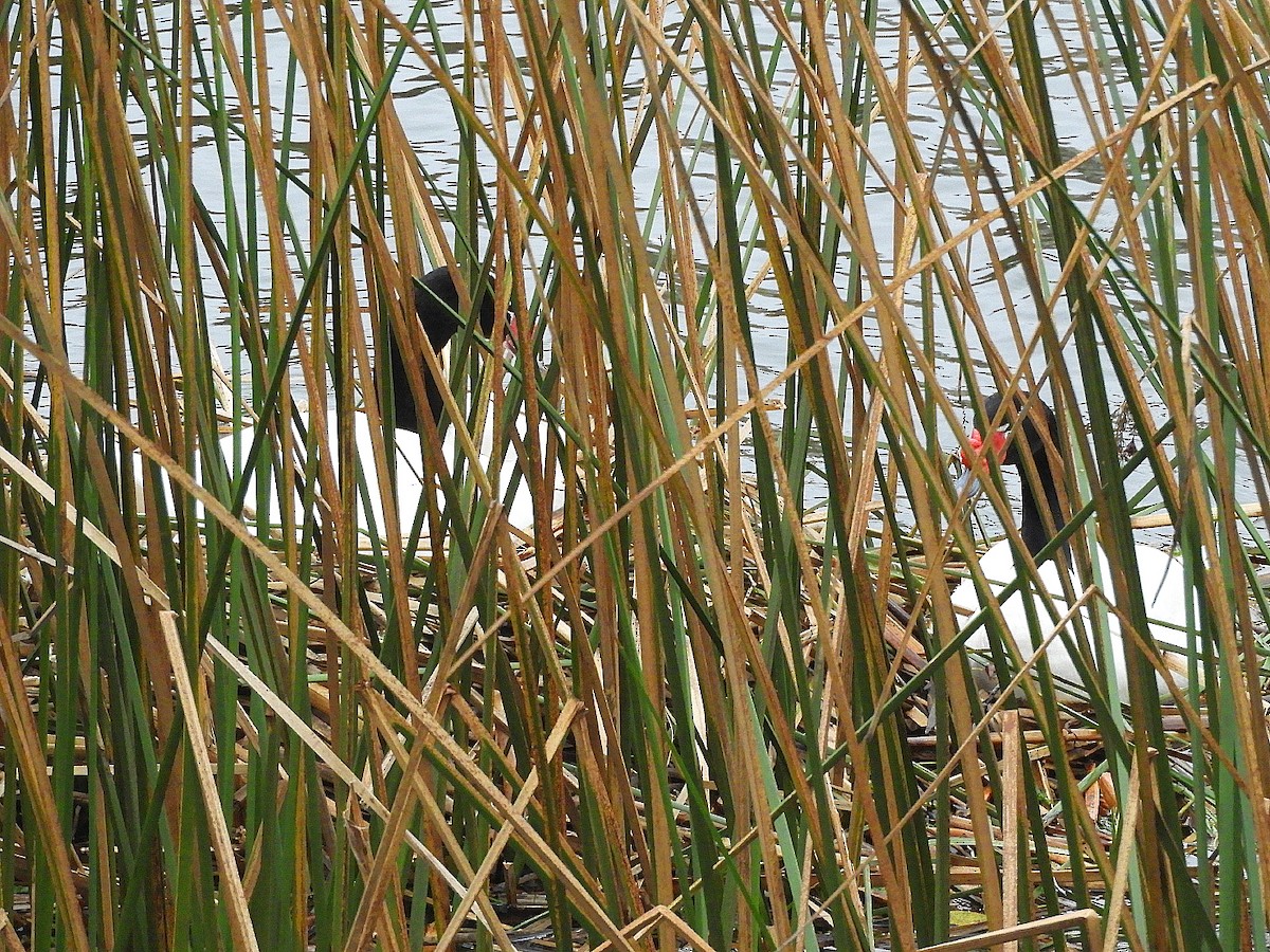 Black-necked Swan - ML353106301