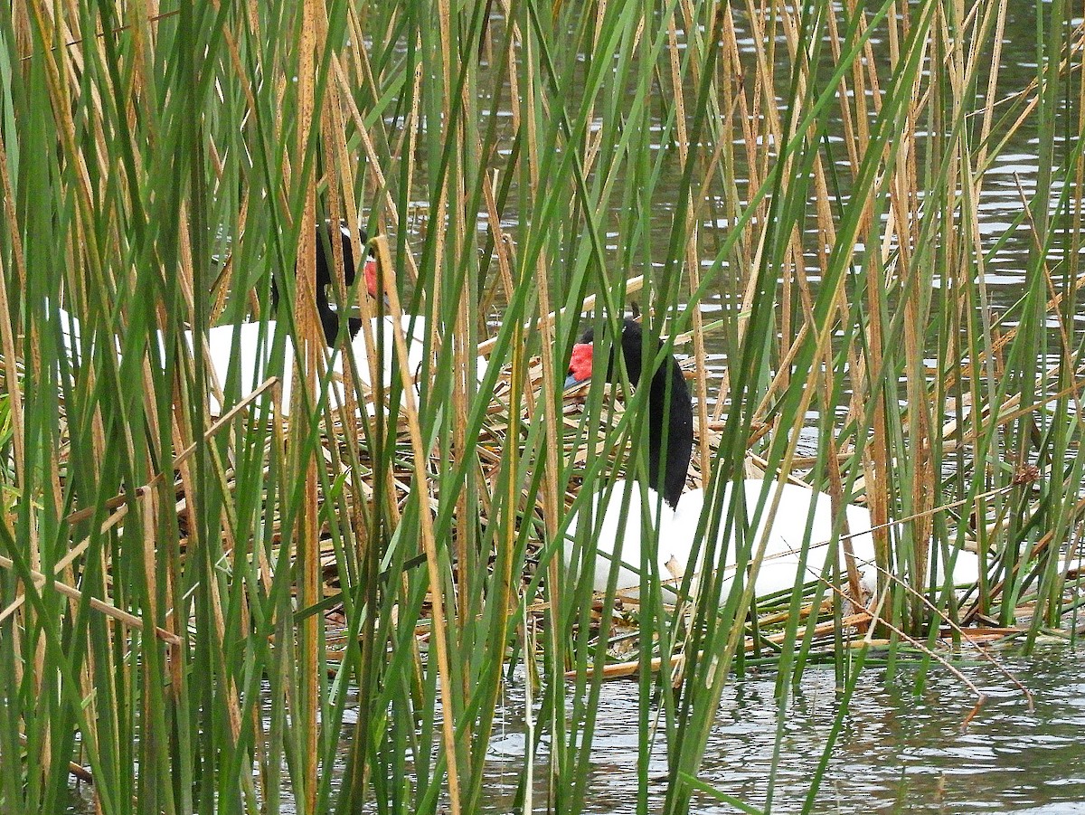 Black-necked Swan - ML353106311