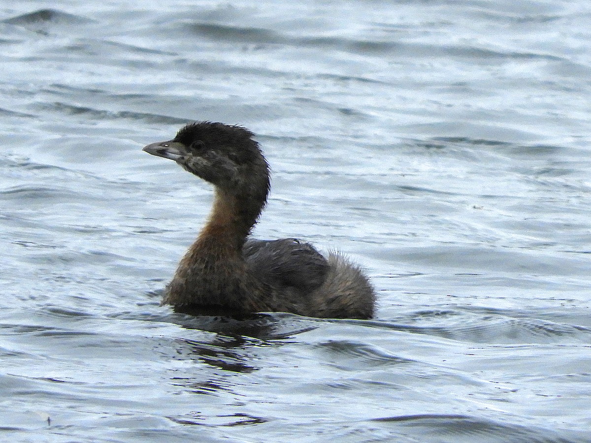 Pied-billed Grebe - ML353106341