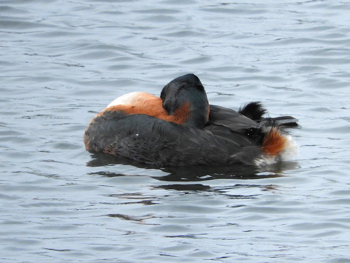 Great Grebe - ML353106351