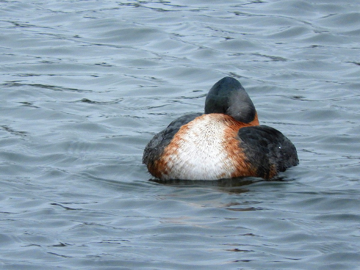 Great Grebe - ML353106361