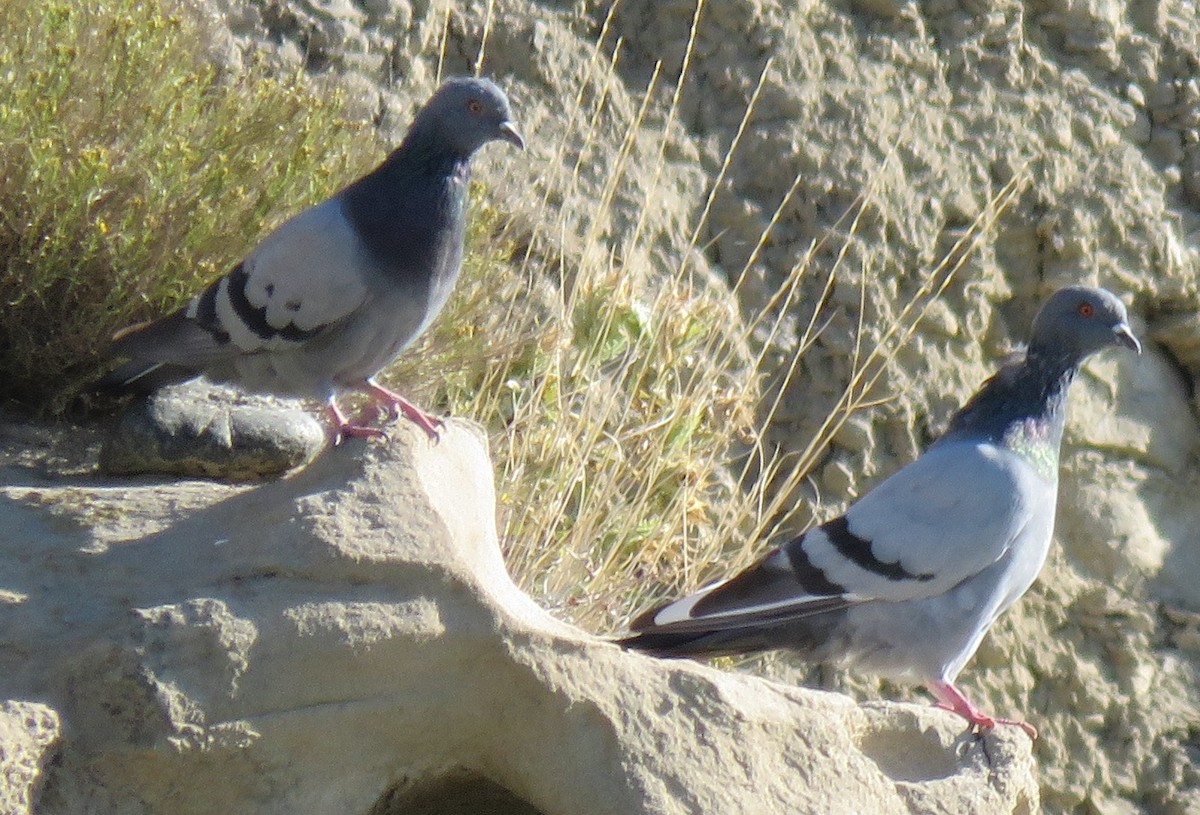Rock Pigeon (Feral Pigeon) - Jan Thom