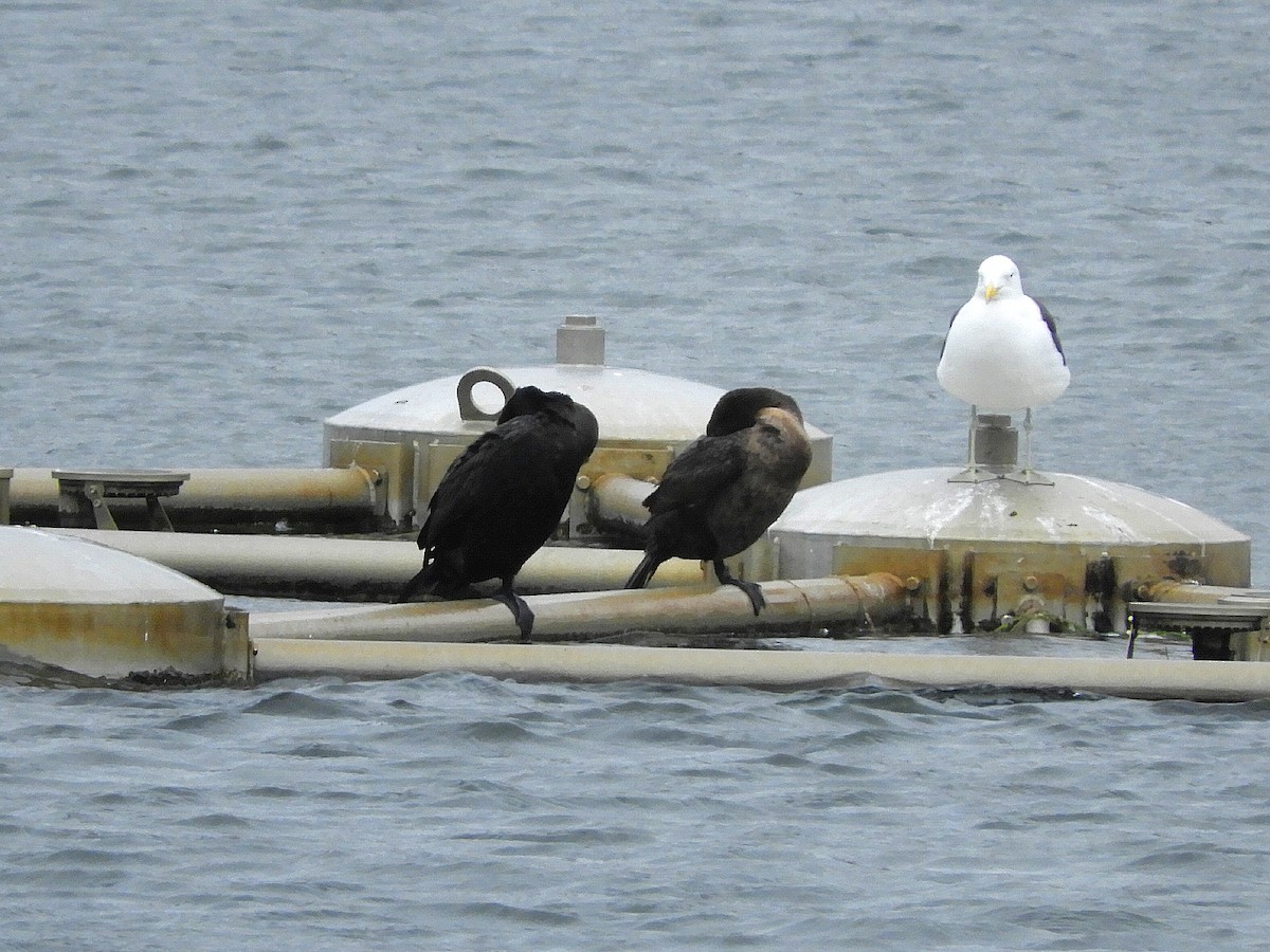 Neotropic Cormorant - ML353106921