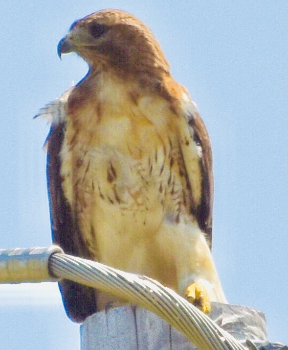 Red-tailed Hawk - ML353107411