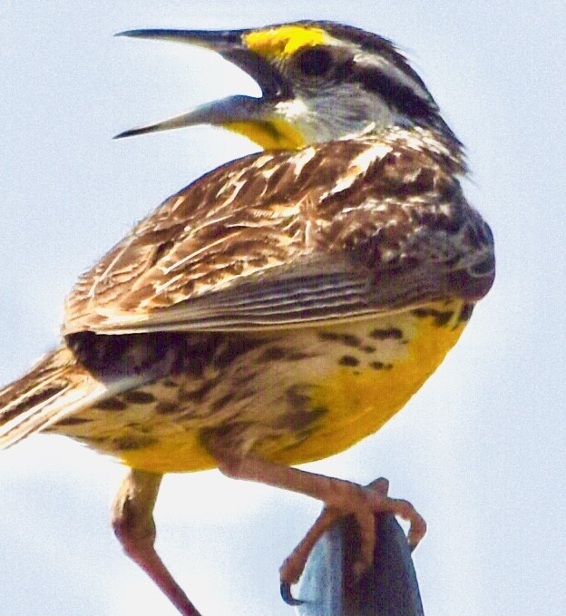 Eastern Meadowlark - Jason C. Martin