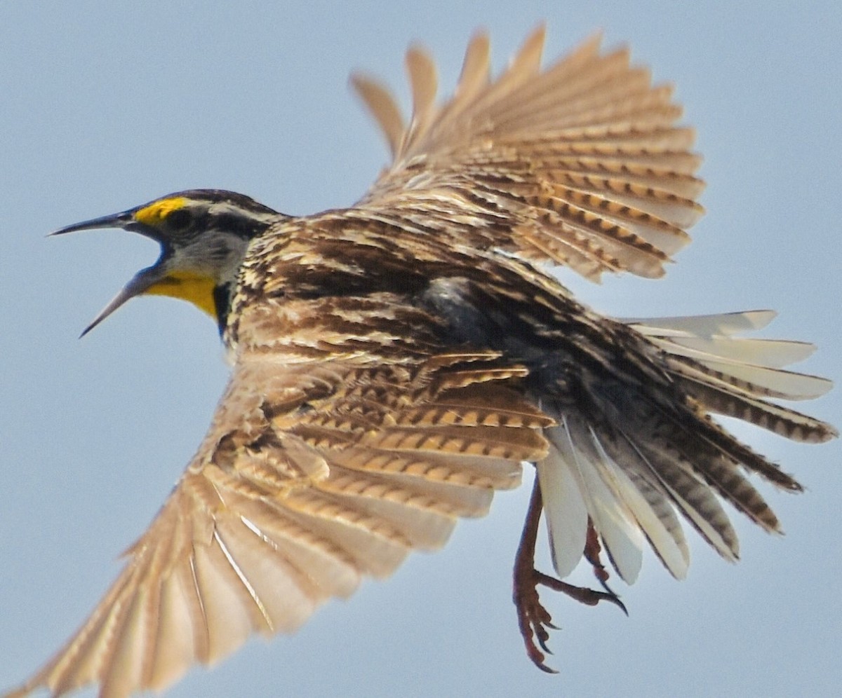 Eastern Meadowlark - Jason C. Martin