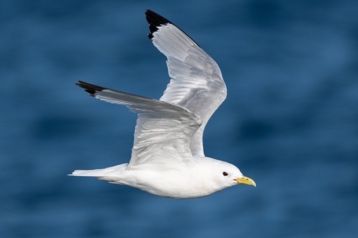 Black-legged Kittiwake - ML353108541