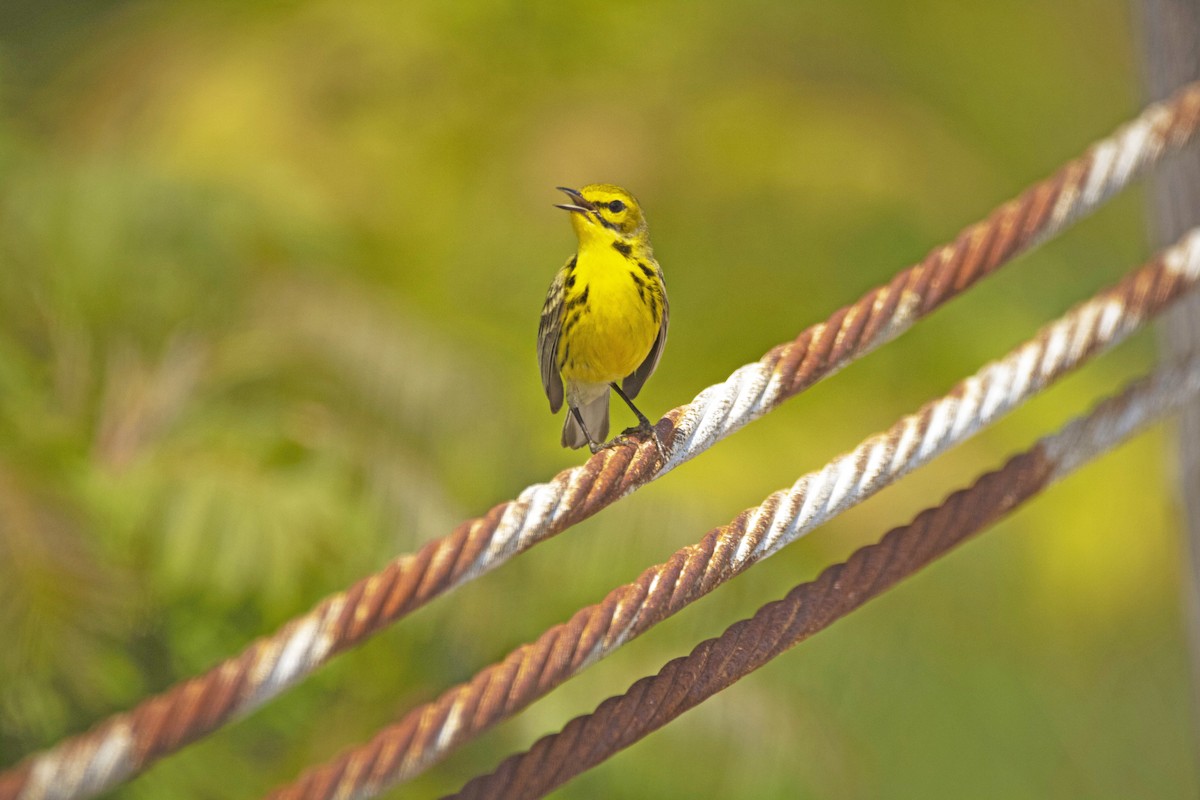 סבכון ערבות - ML353108591