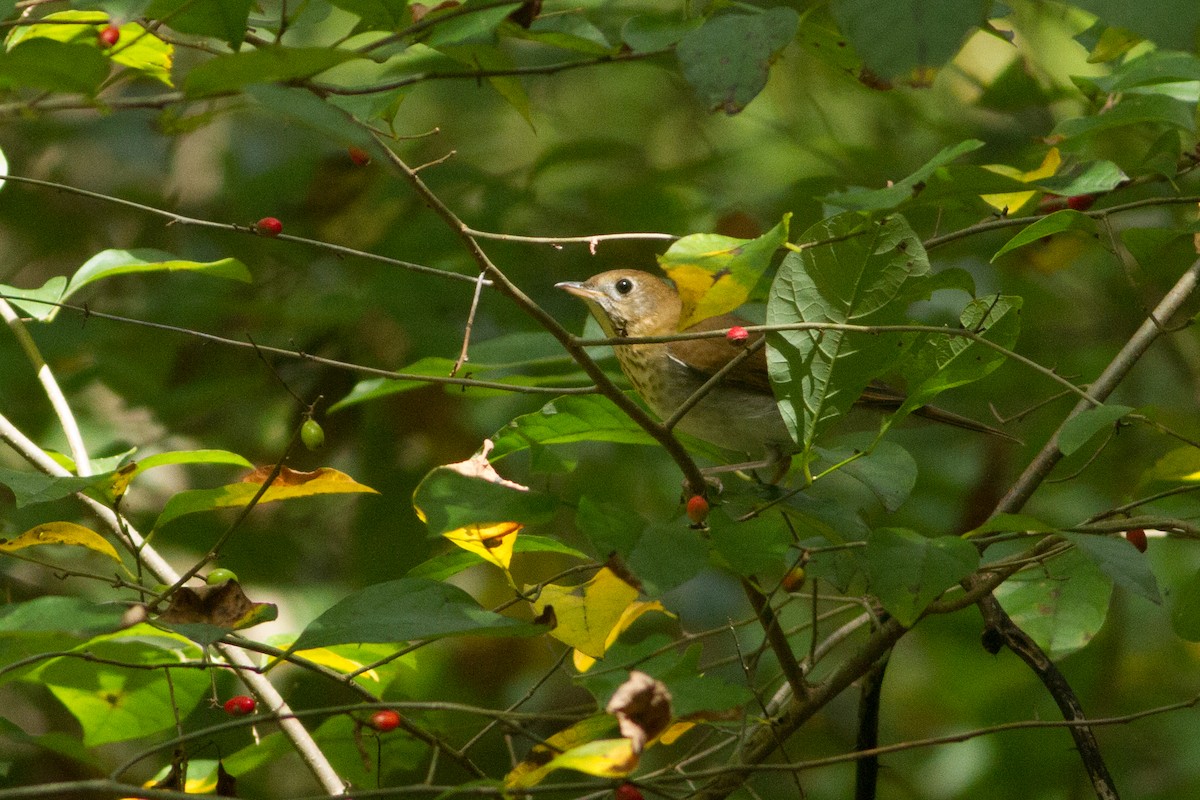 Veery - ML35310931