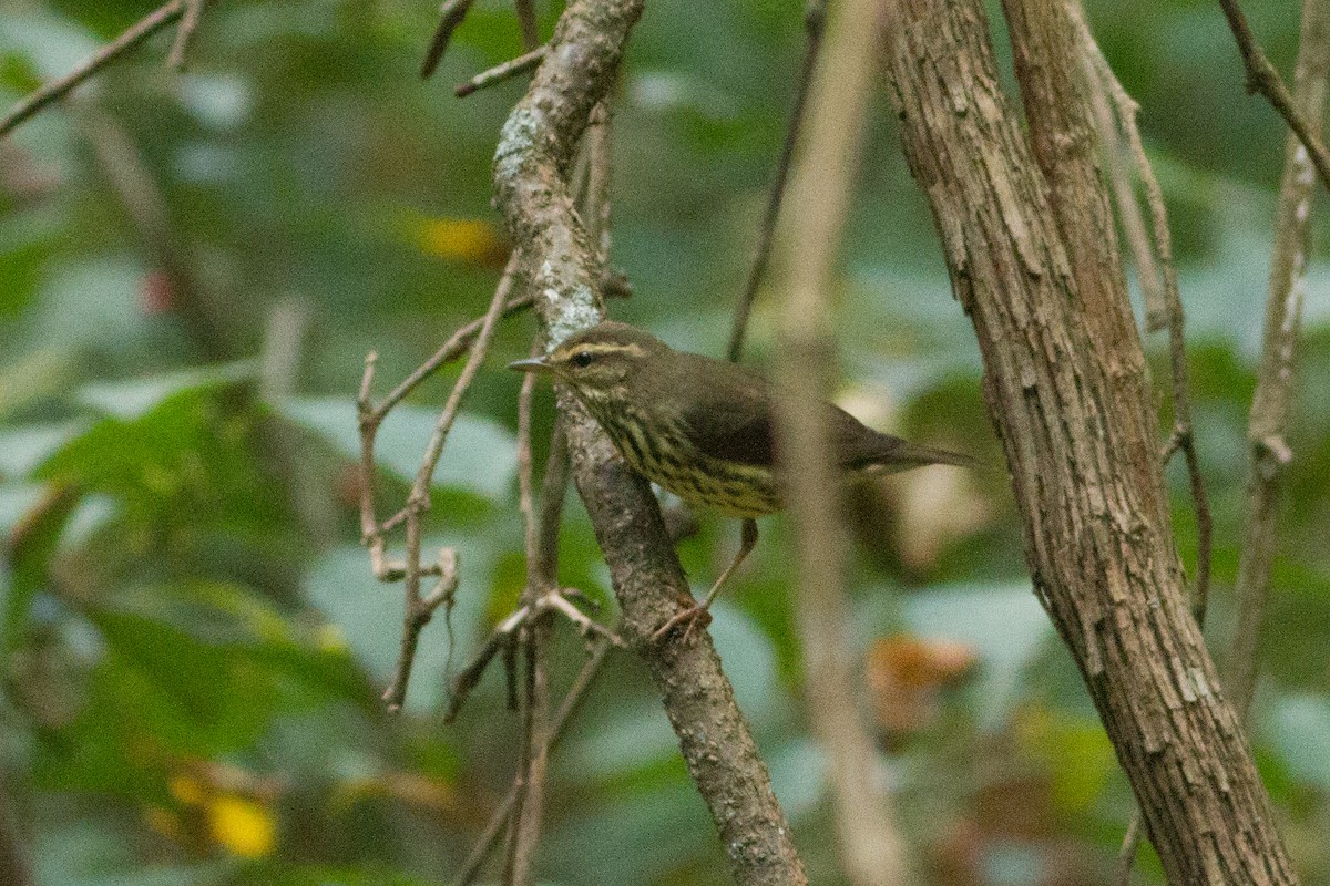 Northern Waterthrush - ML35310991