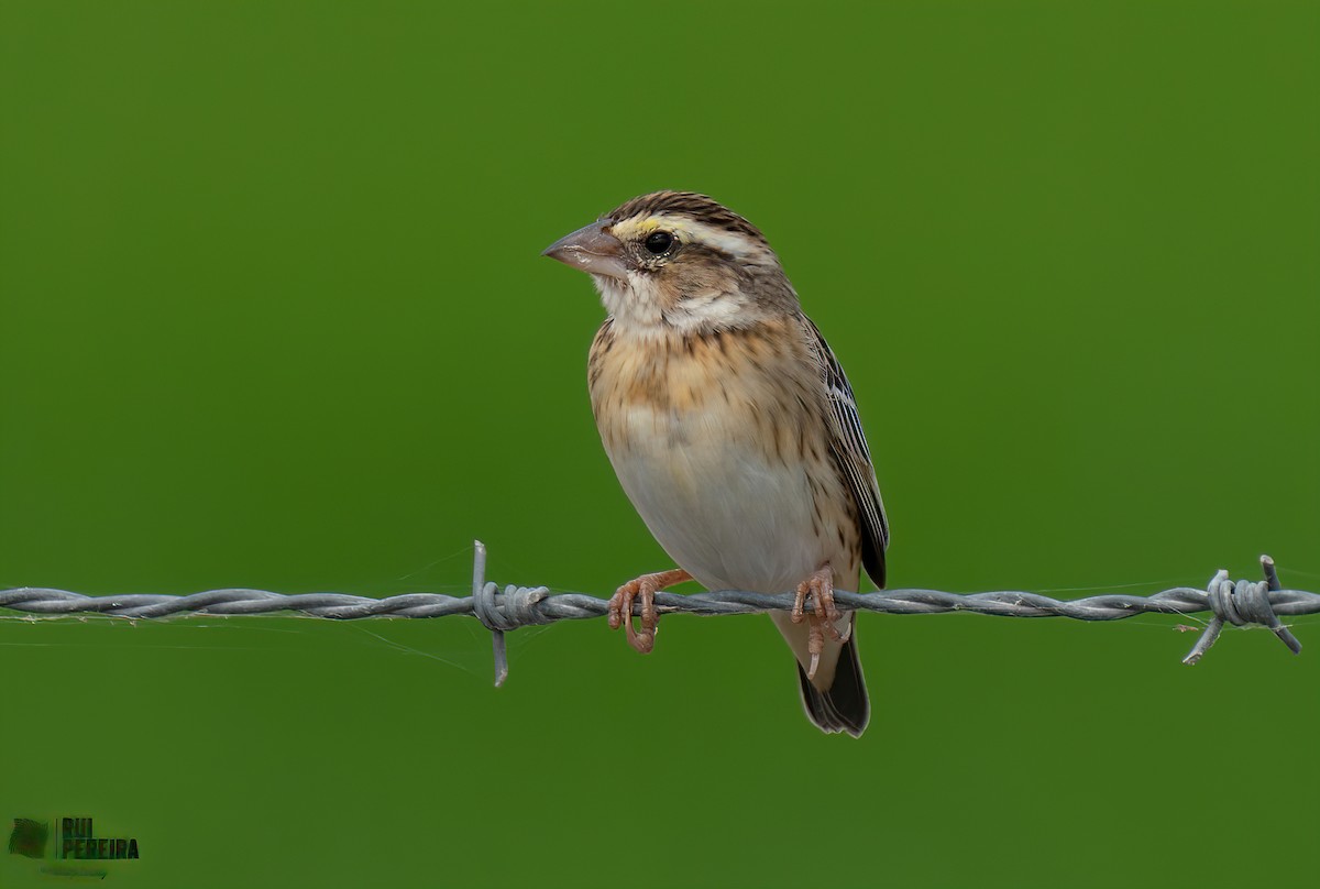 Yellow-crowned Bishop - Rui Pereira | Portugal Birding