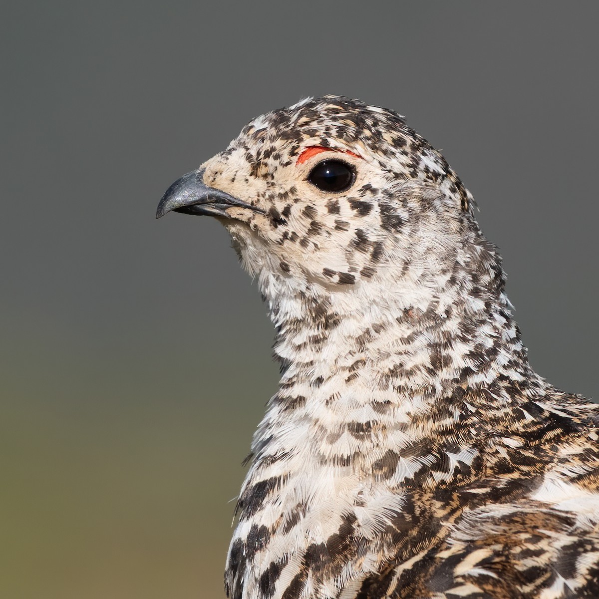 White-tailed Ptarmigan - ML353112401