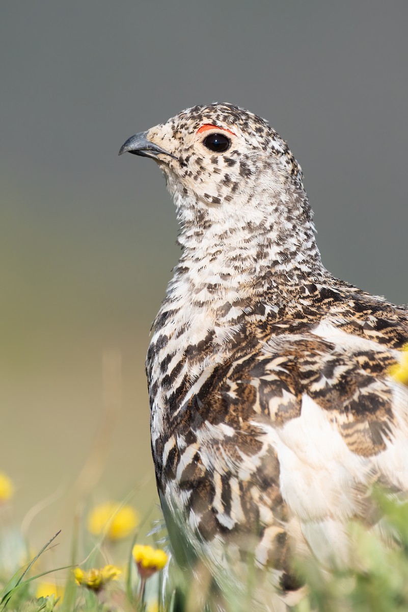 White-tailed Ptarmigan - ML353112461