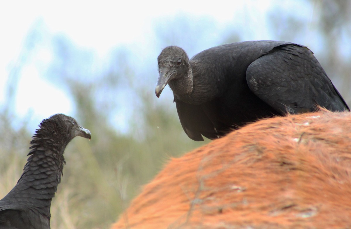 Black Vulture - ML353112601